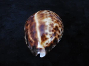 Sea shell Cypraea tigris 74.3mm ID#6514 - Picture 1 of 5