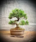 Pinus Thunbergii - Japanese Black Pine / Blackpine BONSAI / 21 Years Old