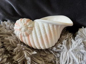 Weiß & Pfirsich Muschel Sukkulenten Übertopf kleine Muschel Blumentopf Vase - gebraucht - Bild 1 von 5