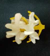 Lumbar Vertebrae Anatomical Model Anatomy Vertebral