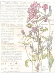 VALERIAN. Valerianeae. Red Spur, Small Marsh Valerian; Common Corn-Salad 1907 - Picture 1 of 1