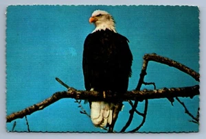 Postcard Vintage Bald Eagle Bird National Emblem Of The United States 4x6 - Picture 1 of 2