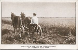 Harvesting A Rich Crop Alfalfa Lucerna Stock Farm Farmer Canada Postcard H31