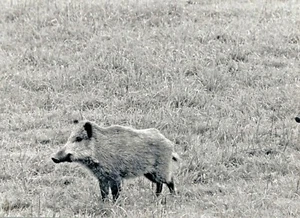 PHOTO DE CHASSE LE PANNEAUTAGE DU GIBIERS A CHAMBORD VERS 1985 - Imagen 1 de 3