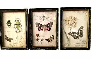 Vintage Trio of Natural History Museum Framed Botanical Prints - Picture 1 of 4