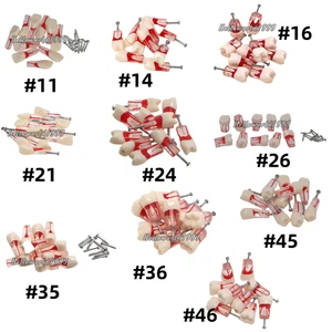 10Pcs Dental Endo Root Canal Teeth Model Study RCT Practice Typodont Model #8006 - Picture 1 of 7