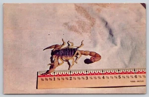 Postkarte Mr. Skorpion im Sand Spinnentiere Arizona - Bild 1 von 2