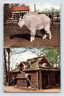 Carte postale zoo de New York chèvre des montagnes Rocheuses années 1910 non postée dos divisé