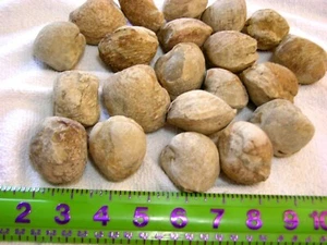 Lucina saltwater clam Bivalve fossils 380 million years old agatized 1 pound - Picture 1 of 3