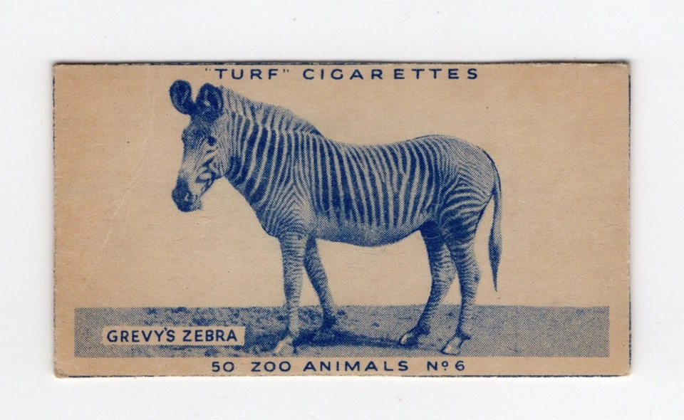 Animal Cigarette Card 1952 #06 Grevy's Zebra - image 1 of 1