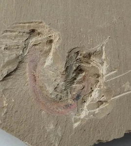 Cambrian fossil Cricocosmia jinningensis ,teaching,cool. No.g34 - Bild 1 von 2