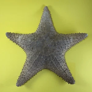 LARGE 13” REAL DRIED STARFISH SHELL OCEAN SEA STAR FISH NAUTICAL BEACH DECOR - Picture 1 of 13