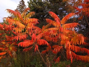 Staghorn Sumac Tree (rus typhina) - Picture 1 of 10