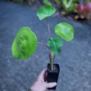 Buddha Belly Plant - Jatropha Podagrica - Red - Picture 1 of 1