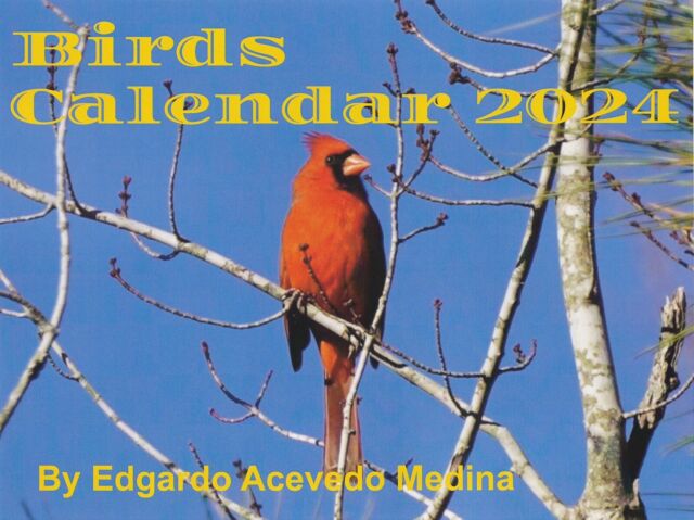 BIRD LOVERS BIRD WATCHERS 2024 MINI MAGNETIC CALENDAR MONTHLY TEAR OFF  PAGES