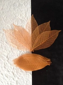 25 Skeleton Leaves Dyed Copper Rubber Tree leaf veins Autumn Invitations small - Picture 1 of 4