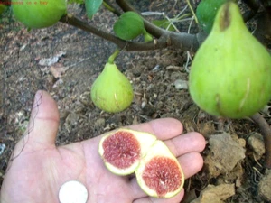 Fig tree cuttings , Battaglia ,Italian ,delicious white fig, Two crops,5 pcs ! - Picture 1 of 9