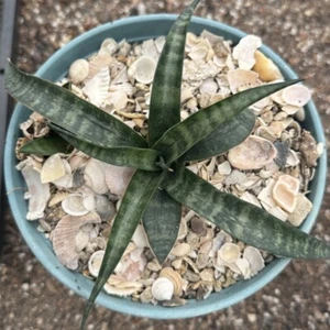 15CM Succulent Cactus Plant Sansevieria Trifasciata Prain Dwarf Garden Plant - Picture 1 of 12