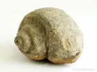 Natural History - Fossil - Gastropod - Natica Cf Size 10X8x6cm. Weight 674 Grams