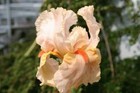 Iris germanica Party Dress  bareroot  - bearded iris