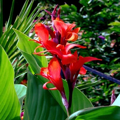 RED CANNA LILY INDICA SEEDS INDIAN SHOT Arrowroot Flowers Attracts Hummingbirds - Image 1 of 4