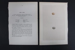 Birds, Nests, Eggs, F.O.Morris, 1875 - Picture 1 of 3