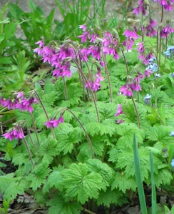 Primula Matthioli : 60 Seeds : syn. Cortusa Matthioli : Alpine Bells - Picture 1 of 9