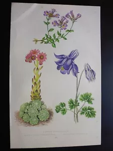 Gravure couleur 19° botanique:FLEUR:linaire à feuilles d'origan..cactus..ancolie - Foto 1 di 2