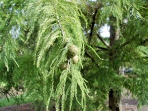 15 PEVE GELBE KAHLE ZYPRESSENSAMEN - Taxodium distichum 'Peve gelb' - Bild 1 von 4