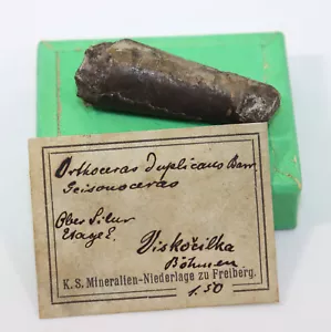 Nautiloid, Orthoceras duplicans, Silur, Etrage E, Vyskocilka, Böhmen, CZE-i483 - Bild 1 von 5