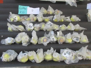 43 Stück Möbelknopf Möbelgriffe 39mm   / LiReg2K6Nr9 - Bild 1 von 6