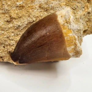 Mosasaur 1,83" Dente Fossile in Matrice - Bacino Ouled Abdoun - Marocco - Foto 1 di 11