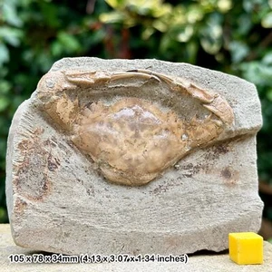 Charybdis Complete Fossil Crab - Miocene Era | Genuine Fossil from Sukabumi, - Picture 1 of 2