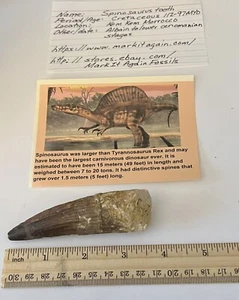 Spinosaurus Zahn Dinosaurier Fossil 3,75" nicht T Rex Kreidezeit CS149 - Bild 1 von 3