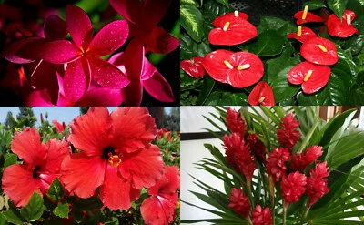 4 Red Hawaiian Tropicals: Anthurium, Plumeria, Ginger, Hibiscus - Image 1 of 4
