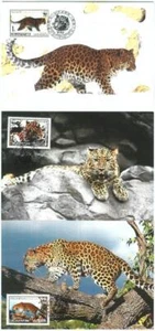 72867 - KOREA - Postal History - Set of 3 MAXIMUM CARD: WWF Leopards 1998 - Picture 1 of 1