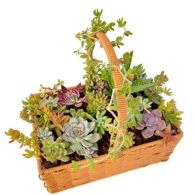 Succulent Cut Flower Planter Wicker Brown Basket for Indoor Gardening, Outdoor U - Image 1 of 4