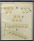 Vintage Mural Rollable Wallchart Genetics Mendelian Theory of Heredity