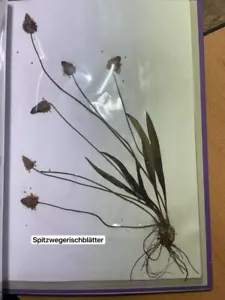 gepresste pflanze herbarium St. - Bild 1 von 8