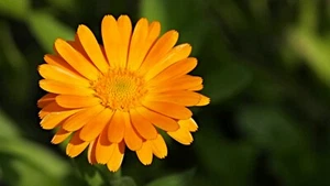 50 Semillas de Caléndula (Calendula officinalis) - Picture 1 of 5