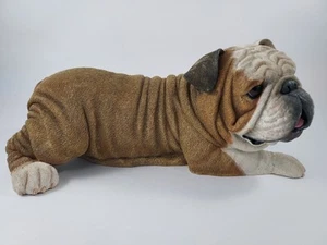 Bulldog Inglés Rocky Retirado Danbury Como Nuevo Acostado 10" Largo Oreja astillada - Imagen 1 de 12