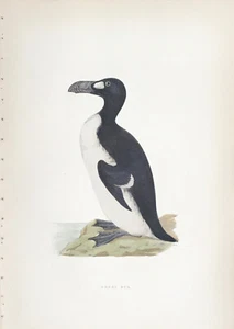 F. O. MORRIS - 5ª EDICIÓN - c. 1903 - GRAN ALCA (EXTINTA) - 349 - COLOREADA A MANO - Imagen 1 de 2