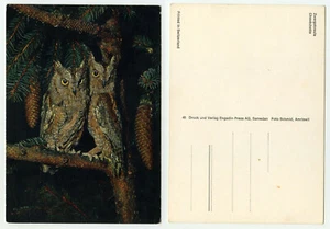80333 - Zwergohreulen - alte Ansichtskarte - Bild 1 von 1