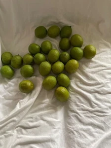 Faux Lime Lot Light weight Green Decor Staging Play - Picture 1 of 7