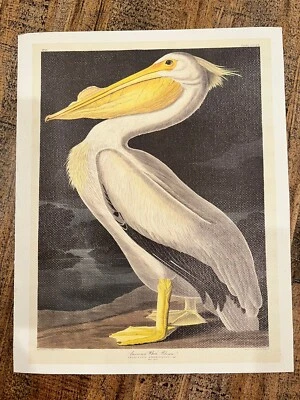 AUDUBON PELÍCANO BLANCO SOBRE LIENZO 8X10 Foto 1 de 4