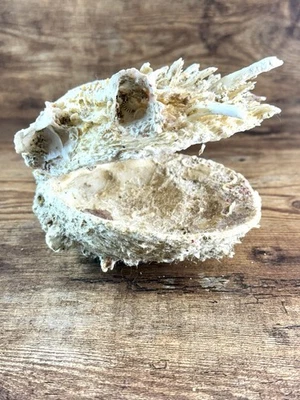 Spiny Oyster Shell Spondylus Princeps 5.5”x4.5” Natural Thorny - Image 1 of 4