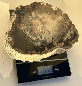 Große 4 Pfund volle Rinde versteinerte Holzplatte - fossiler Quarz rund wunderschönes Exemplar - Bild 1 von 24