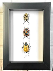 3 x Man Faced Stink Bug Collection Deep Box Frame Display Case Insect Beetle - Foto 1 di 2