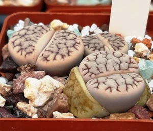 Lithops delineado en gris ssp. Brandbergensis MG1596,34 semillas 50 piezas 2021 - Imagen 1 de 3
