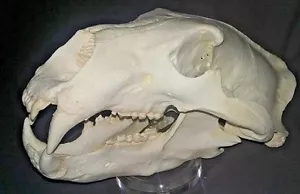 Polar Bear skull Replica - Picture 1 of 4